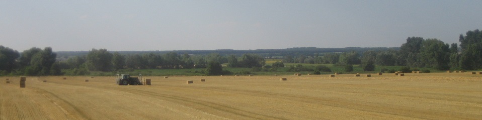HKopfbildstroh1