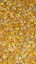 Körnermais
