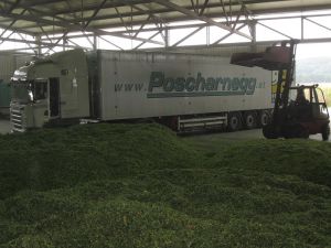 hposcharnegg